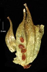 Hydrocleys nymphoides. Mature fruit – each fruit a follicle with many seeds, only four shown here.
 Image: K.A. Ford © Landcare Research 2020 CC BY 4.0